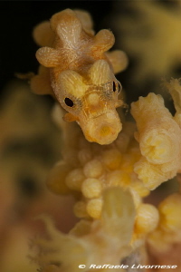 Pigmy seahorse portrait by Raffaele Livornese 